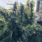 Girl Scout Cookies (Garden Of Green) Cannabis-Samen zu verkaufen