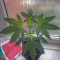 Chempie (Ripper Seeds) Cannabis-Samen