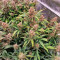 Purple Punch Auto (Fast Buds) Cannabis-Samen zu verkaufen