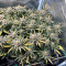 Super Lemon Haze Cannabis-Samen Kaufen