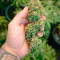 Amnesia Cannabis-Samen Kaufen