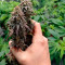 White Widow (Seedstockers) Cannabis-Samen zu verkaufen