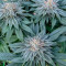 Cookies USA (Pyramid Seeds) Cannabis-Samen