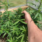 Godzilla Original Glue GG#4 Cannabis-Samen Kaufen