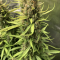 Auto Orange Bud Cannabis-Samen Kaufen