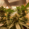 Critical Kush Cannabis-Samen Kaufen