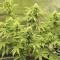 Skywalker Haze feminisierte Samen (Dutch Passion)