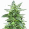 Sticky Z Glue (Cream of the Crop Seeds) Cannabis-Samen