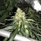 Afghan Skunk (Advanced Seeds) Cannabis-Samen