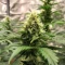 Auto Georgia Pie (Advanced Seeds)