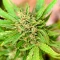 California Special (K.C. Brains Seeds)
