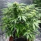 CBD Hammer Shark (CBD Botanic Seeds)