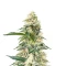 Frostbanger Auto feminisierte Samen (Fast Buds)