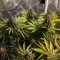 Frosted Guava (Original Sensible Seeds)
