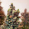 Gelato Auto feminisierte Samen (Fast Buds)
