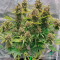 GG#4 Original Glue Auto feminisierte Samen (Fast Buds)