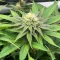 Granny Candy feminisierte Samen (Humboldt Seed Company)