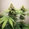 Mango (BlimBurn Seeds) Cannabis-Samen