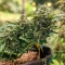 Mi 6 Auto (Flash Seeds) Cannabis-Samen