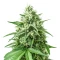Mind Bender (K.C. Brains Seeds) Cannabis-Samen