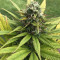 Pineapple Chunk feminisierte Samen (Barney’s Farm)