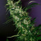 Purple Punch feminisierte Samen (Barney’s Farm)