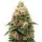 Russian Fuel Auto (Flash Seeds) Cannabis-Samen