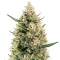 Sir Jack Auto (Exotic Seeds) Cannabis-Samen