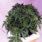 THC Bomb Auto (Bomb Seeds) Cannabis-Samen