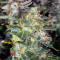 Trans Siberian Auto (Auto Seeds) Cannabis-Samen