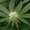 Trippy Sherbert Punch Auto (Big Head Seeds)