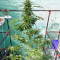 Tropicanna Poison F1 Fast Version feminisiertes Saatgut (Sweet Seeds)