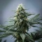 White Panther (White Snurf) (Ceres Seeds) Cannabis-Samen