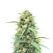 White Widow x White Fire OG Autoflower feminisierte Samen (Seedkeepers)