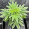 Tropicana Cookies Fast Flowering feminisierte Samen (Fast Buds)