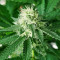 Violet Kush Auto (Garden of Green Seeds) Cannabis-Samen