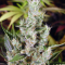 Amnesia Haze (Soma Seeds) Cannabis-Samen