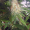 Auto Blueberry (Dutch Passion) Cannabis-Samen