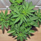 BCN Critical XXL Autoflower (Seedstockers) Cannabis-Samen
