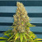 Black Jack (Sweet Seeds) Cannabis-Samen