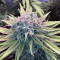 Blue Fire (Humboldt Seeds Organization) Cannabis-Samen