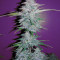 CBD Lemon Potion Auto (Barney's Farm) Cannabis-Samen