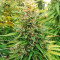 Early Bubba Hash (Ace Seeds) Cannabis-Samen