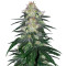 Fat Banana (RQS) Cannabis-Samen