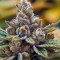 Kosher Kush (Reserva Privada) Cannabis-Samen