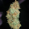 Kritikal Bilbo CBD (Genehtik Seeds) Cannabis-Samen