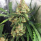 NL5 x Haze Regular (Mr. Nice Seedbank) Cannabis-Samen