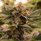 Purple Punch Autoflower (Seedstockers) Cannabis-Samen
