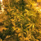 Sherbet (Seedstockers) Cannabis-Samen