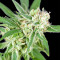 Sherbet (Seedstockers) Cannabis-Samen